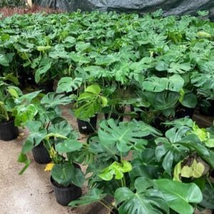Philodendron Monstera Deliciosa