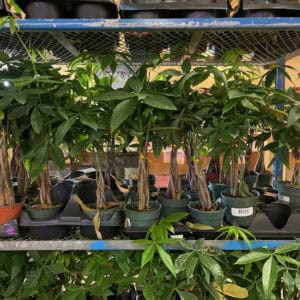 5 inch Money trees
