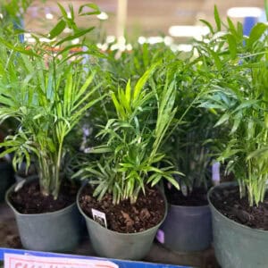 6 in Nephrolepis Palm Bella palm