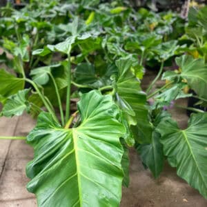 14" Alocasia Elephant Ear Plants
