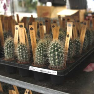 Small cacti neatly lined up in wooden holders.
