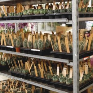 Shelves filled with various potted cacti and succulents labeled with tags.