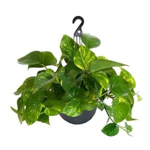 Green pothos plant in a hanging black pot.