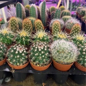 Various small cacti in pots with diverse shapes and spines.