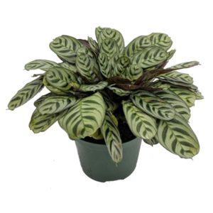A green potted plant with patterned oval leaves.