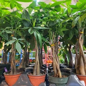 Potted green plants with thick trunks arranged indoors.