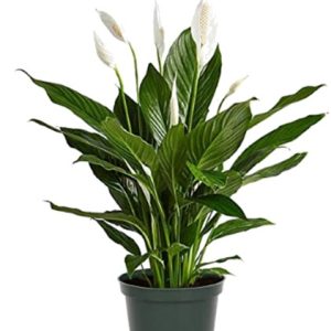 Potted peace lily with white blooms and lush green leaves.