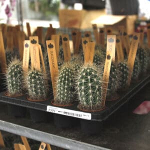 Small potted cacti with wooden tags on a display table.