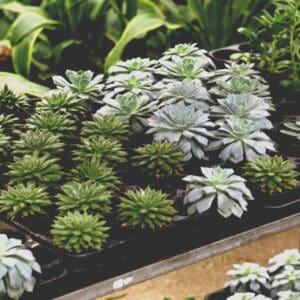 A tray of diverse succulent plants with varying shapes and colors.