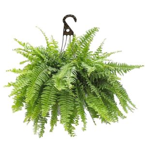 Lush green fern in a black hanging basket.
