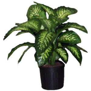 A green Dieffenbachia plant in a black pot.