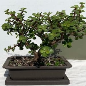 A small bonsai tree with dense green leaves in a rectangular pot.