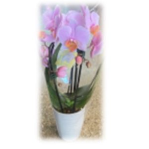 Delicate pink orchids in a white pot with lush green leaves.
