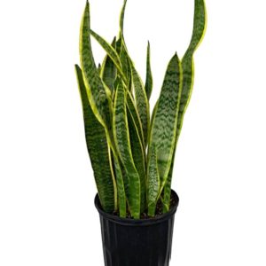 Snake plant with tall, upright green leaves in a black pot.