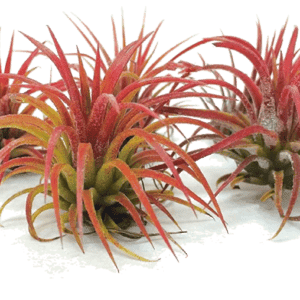 Three vibrant red and green air plants on a white surface.