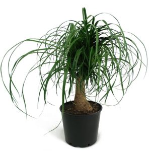 Ponytail palm plant with long, curly leaves in a black pot.