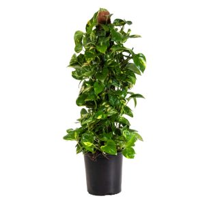 A vibrant green houseplant in a black pot.