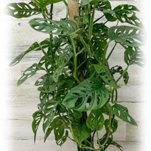 Trailing Monstera adansonii on moss pole