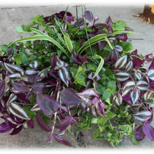 A vibrant mixed plant arrangement with green and purple foliage.