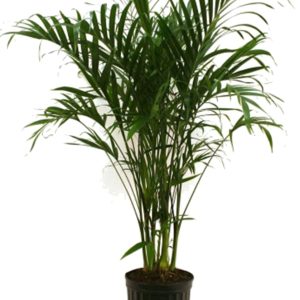 A tall green potted palm plant with slender leaves.
