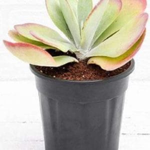 A succulent plant with thick, green and pink-tinged leaves in a black plastic pot.