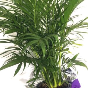 A lush green potted palm plant with long, slender leaves.