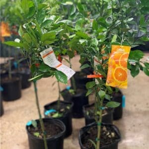 Potted citrus plants with price tags in a garden center.