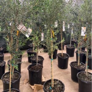 Young olive trees in pots lined up outdoors for sale or planting.