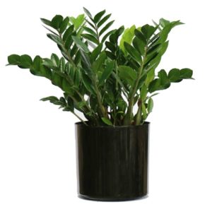 A green ZZ plant in a black pot.