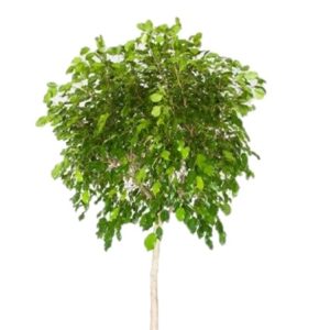 A lush green tree with dense foliage on a slender trunk.