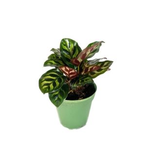 A small potted Calathea plant with green and pink patterned leaves.