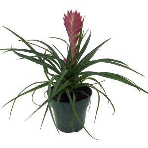 A pink bromeliad plant in a black pot with long green leaves.
