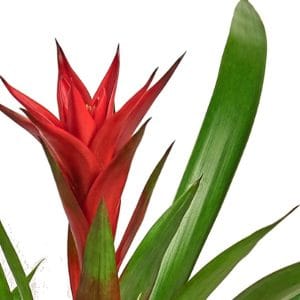 A vibrant red bromeliad flower with green leaves.