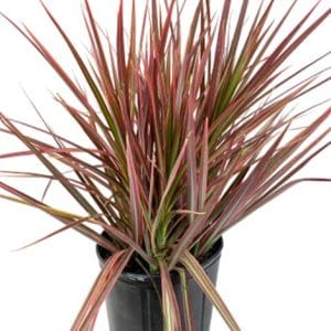 A potted plant with long, slender reddish-green leaves.