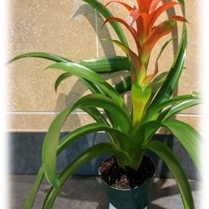 A vibrant bromeliad plant with red bloom in a small pot.
