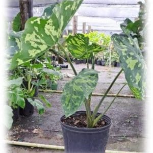 Potted plant with large green and white leaves on a nursery floor.