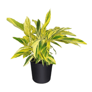 A vibrant green and yellow variegated potted plant.