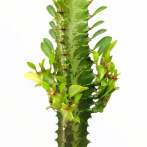 Close-up of a green cactus stem with small yellow flowers sprouting.
