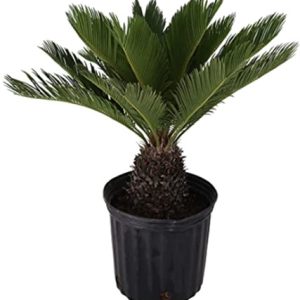 A small sago palm plant in a black plastic pot.