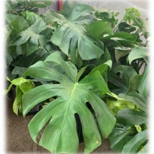 Large green monstera leaves with natural splits.