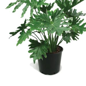 Large lobed philodendron in a black nursery pot