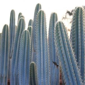 Tall blue-hued cacti closely grouped together.