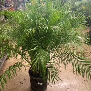 A lush green palm plant in a black pot indoors.