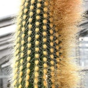 Close-up of a green cactus with yellow spines and fuzzy golden hair.