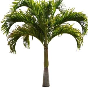 A young palm tree with a slender trunk and lush green fronds.