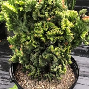 A dense, green coniferous plant with curled foliage in a black pot.