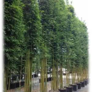 Tall green bamboo plants in black pots lined up outdoors.