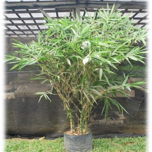 A lush bamboo plant growing in a black pot outdoors.