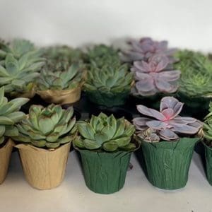 Various small potted succulent plants arranged closely together.