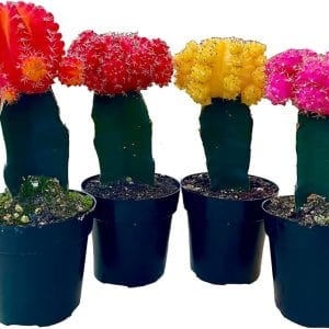 Colorful grafted cacti with bright red, yellow, and pink tops in black pots.